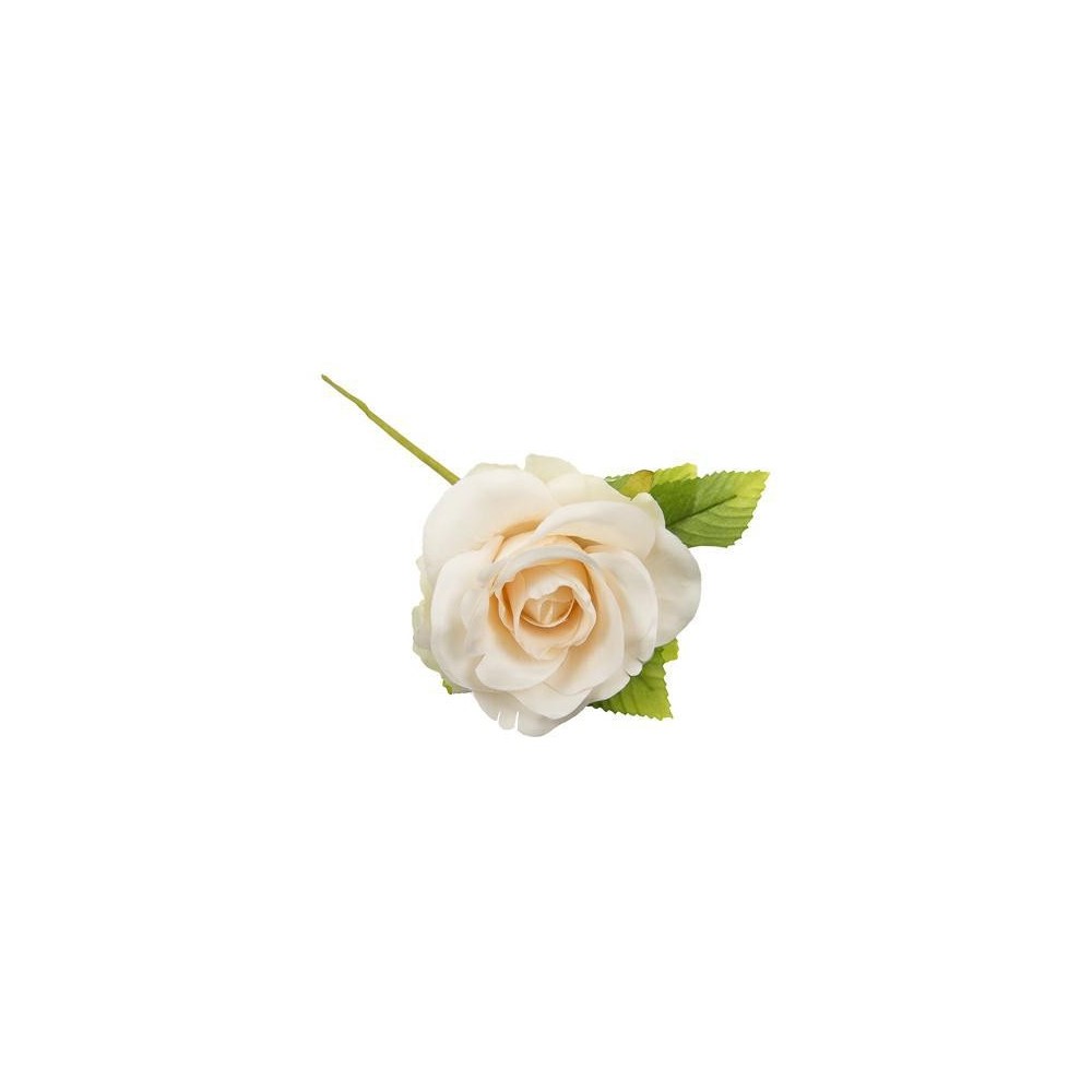 ROSA CFOGLIA CIPRIA